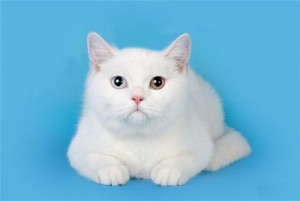 Белые британцы: фото британских белых котов, кошек, котят  